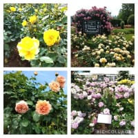 伊奈町のバラ園に行ってきました。400種5000株のバラが植えられています。