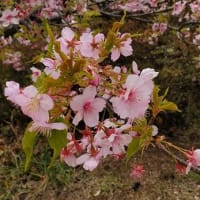 ラベンダーリースと早咲の桜