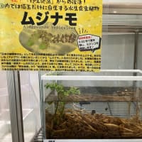 SKIPシティ　川口市立科学館　