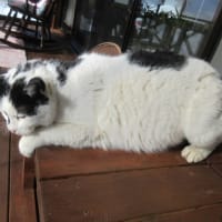心が 洗われそうな 景色です