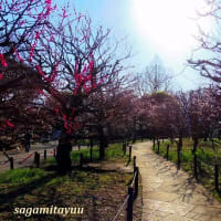 「相模原北公園」では遅咲き種の「梅花」がラスト景を披露中！！