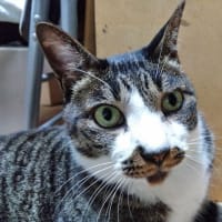 6月29日（日）「ひそかな雑貨屋 うみねこ社」に行くはずが・・・