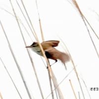 05/05探鳥記録写真-2：４月下旬に出会った鳥たち（キマユホオジロ、タイワンハクセキレイ、シロエリオオハム、チュウシャクシギ、オオヨシキリ、ほか）