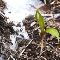 令和７年 カタクリ紀　１５　雪渓の近く