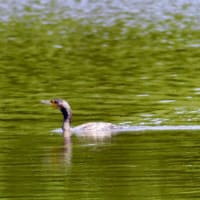 カワウちゃん「涼しくて、気持ちいい〜‼️」