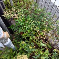 殺すなら、活かして見せよう、ナンテンを
