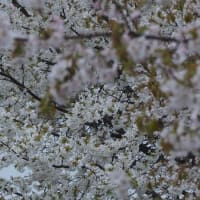 満開の霞桜が桜餅に見える