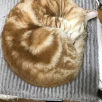 アンモニャイト