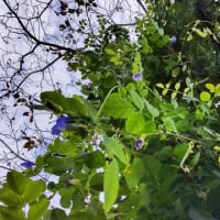 バタフライピー：見事なツルはまさに多年草