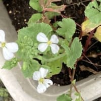 はつか大根の花