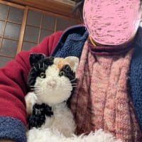 野菜が高い