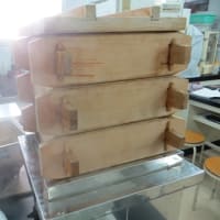 焼酎醸造実習報告☆