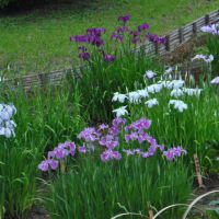 明治神宮御苑　　花菖蒲田に150種、1500株の花菖蒲　　　4