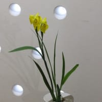 黄菖蒲（キショウブ）
