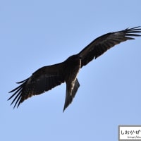 野鳥撮影パート4