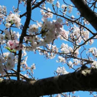 2024年桜①＆今年も花見が出来て良かったニャ～ン(=^・^=)(=^・・^=)
