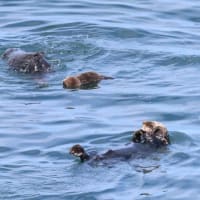 子どもラッコもプカプカ浮かぶ