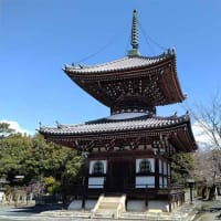 29日、上御霊神社から妙蓮寺への散歩で春だより