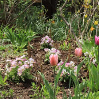 Daffodils & tulips
