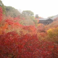 京都で赤く輝いてたのもみじだけでした。