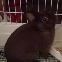 牡丹ちゃんお披露目