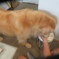 ヴィキの後ろ足がぷるぷるしてる