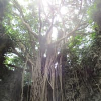 沖縄・ガンガーラの谷・・・２万年前、日本人の先祖「港川人」が住んでいたとされる鍾乳洞が神秘的です　沖縄パワースポット！