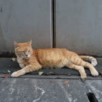まあ、お互いなんとか生きてるね　Nous vivons. 