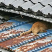 6月11日（水）久し振りに茶トラ君目撃