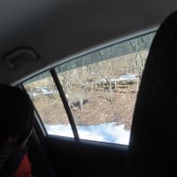 今日は、動物の足跡を観察する会でした。途中の車の中からも小鹿を見ることが出来ました。