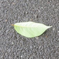 落ち葉