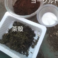 お茶殻でボカシ肥を作ってみる