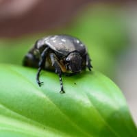 珍客現る！…シロテンハナムグリ