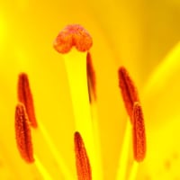 歩く姿はユリの花？