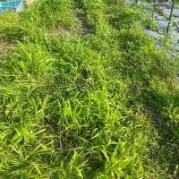 なすの除草など