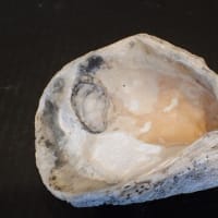 貝の中の貝