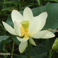 「鵠沼はす池公園」の「ハス」が蓮華座の如き花姿を披露中！！