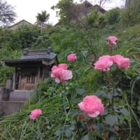 こちらはアシナガバチ