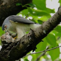 心に残る情景*「鳥景」