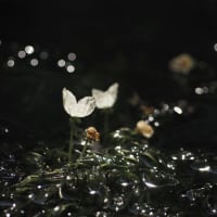 みずべ１