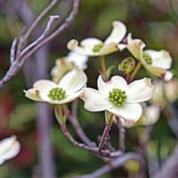 2022.04.05 杉並区： 春深化、ハナミズキが咲いた！