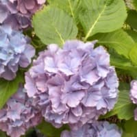 紫陽花