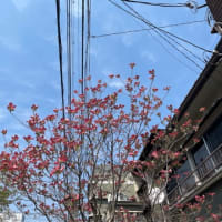 4歳に近い3歳