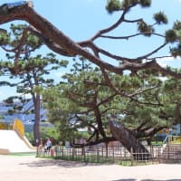 昔・白砂青松の浜寺公園