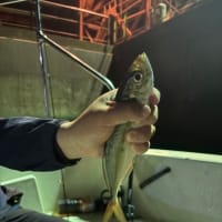 今夜も木更津沖ナイト便