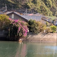 花散歩