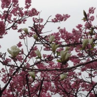 近くの公園の桜”陽光”並木が咲きだした