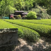 「企業の茶畑」シグマクシスの茶畑でも収穫完了！