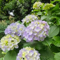 朝の散歩、復活