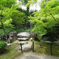 長岡天満宮の花菖蒲